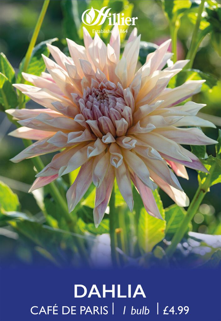 Dahlia Café De Paris Bulbs 8718641970232 2